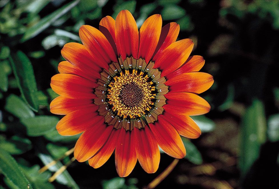 Flower Garden Hits: Mengungkap Pesona Abadi Taman Bunga yang Memikat Hati Flower Garden Hits: Mengungkap Pesona Abadi Taman Bunga yang Memikat Hati