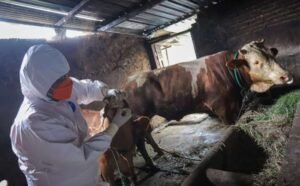 Antraks Kembali Muncul di Thailand Setelah 30 Tahun