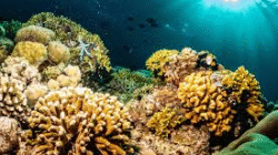 Bunaken, Surga Bahari yang Menawan di Sulawesi Utara