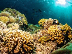 Bunaken, Surga Bahari yang Menawan di Sulawesi Utara